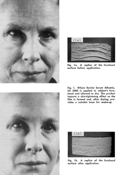 Effect of bovine serum on wrinkles