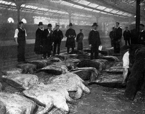 Imported turtles laid out in a London train station