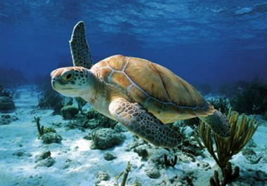 Sea Turtle