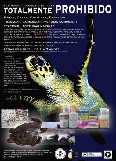 Sea Turtle poster