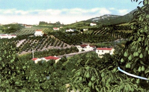 Californian avocado groves