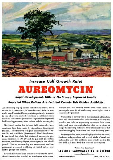 1952 Aureomycin feed supplement