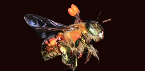 Insect with pollinarium attached