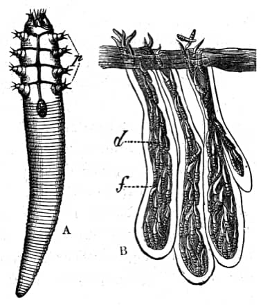 demodex
