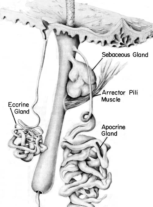 Apocrine and eccrine glands