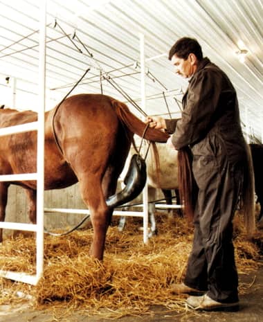 Urine collector attached to a pregnant mare