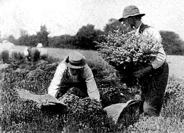 1902 Collecting lavender Mitcham