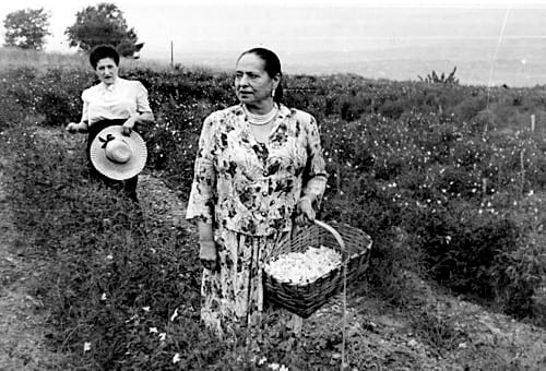 1951 Helena Rubinstein picking flowers in Grasse