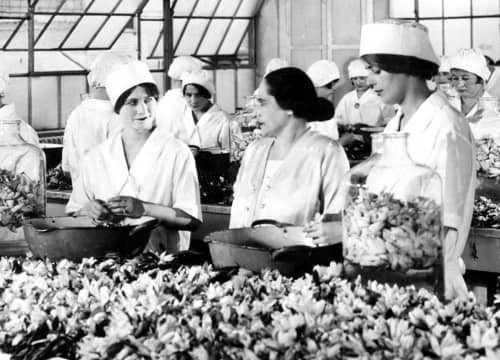 Women processing water lily flowers