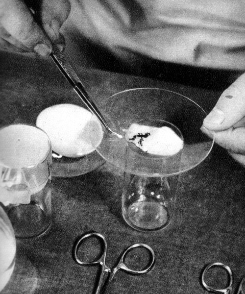 1949 An extracted chicken embryo