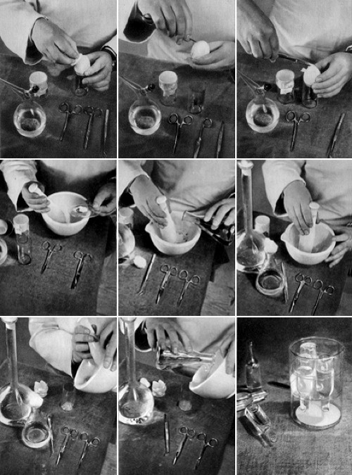 1949 Extracting a chicken embryo