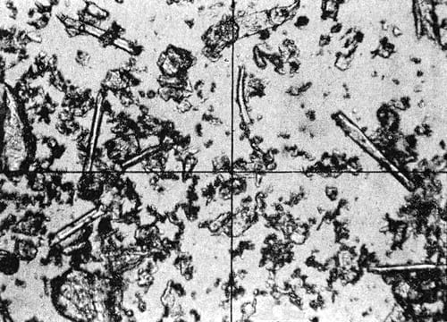 1950 Photomicrograph of  Helena Rubinstein Face Powde